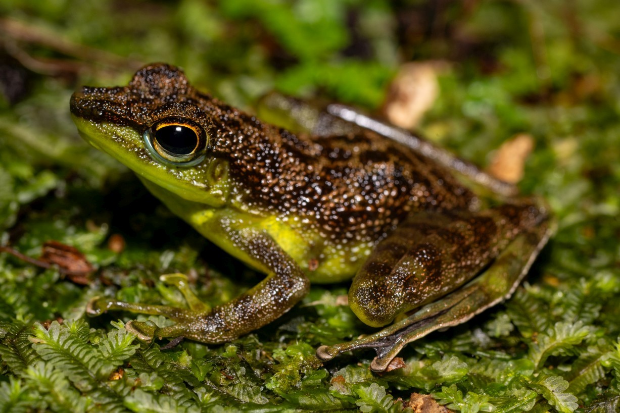 Staurois guttatus, Kampong Segong