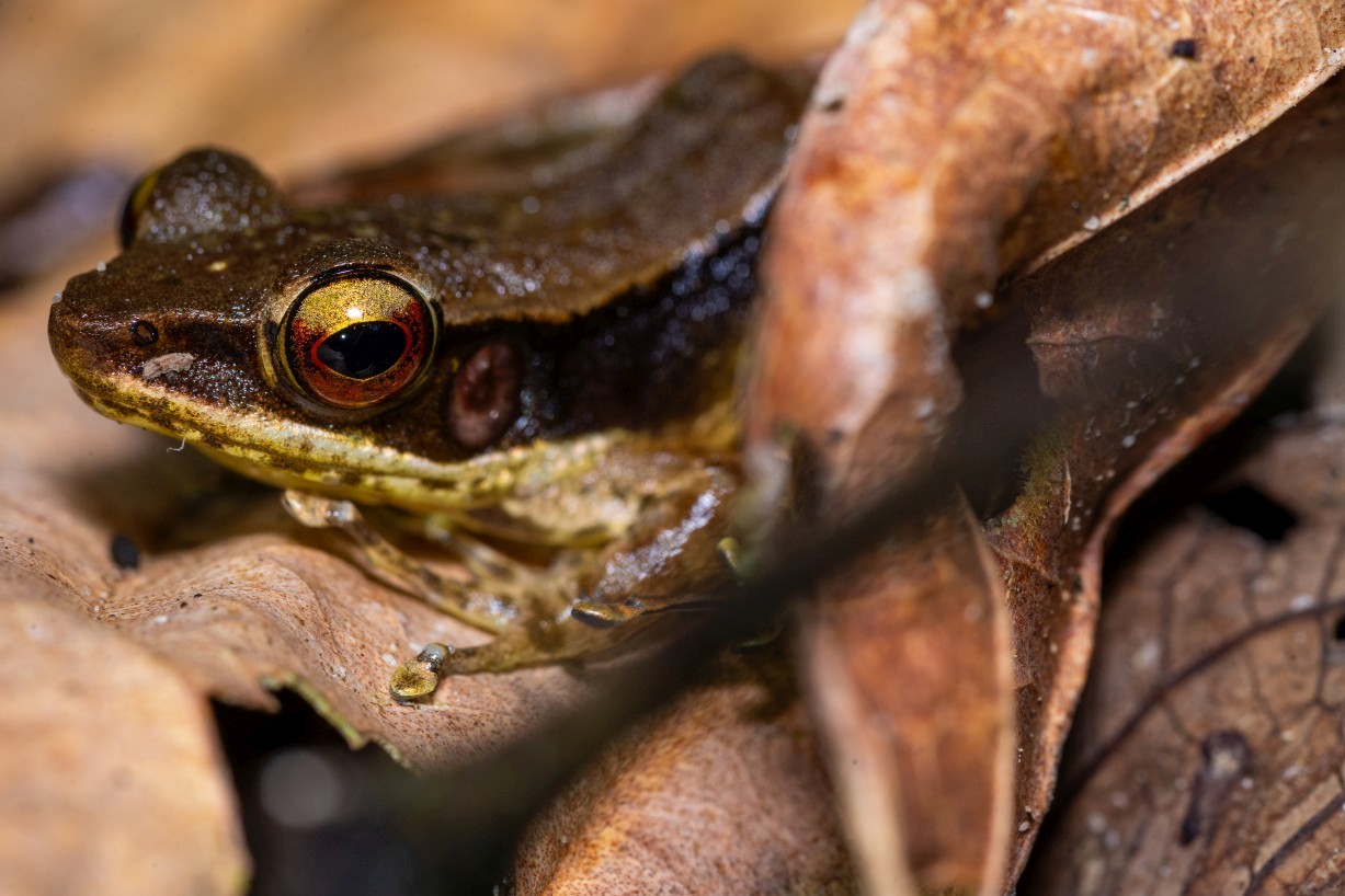 Meristogenys jerboa, Kampong Segong