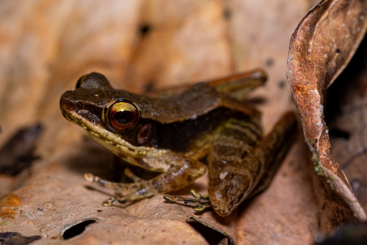 Meristogenys jerboa, Kampong Segong