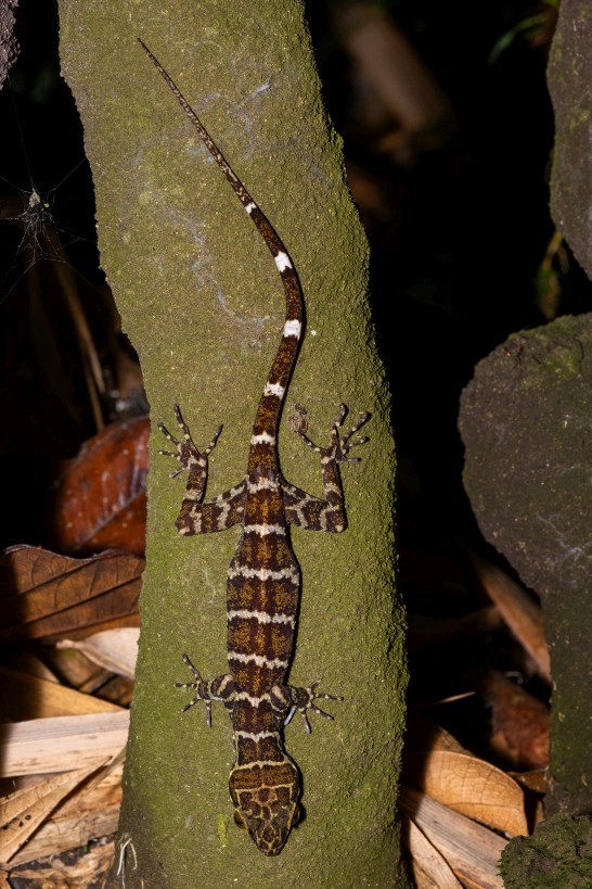 Cyrtodactylus cf. hutan, Kampong Segong