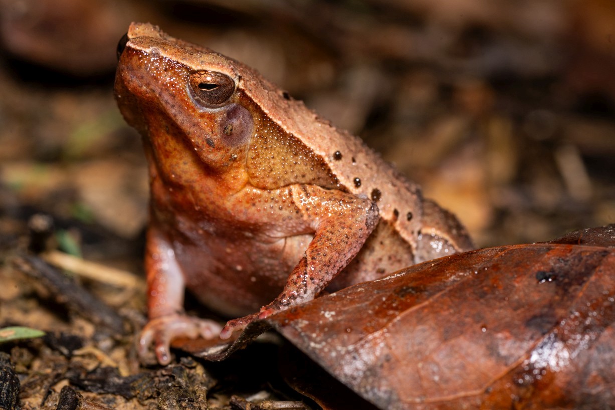 Kalophrynus meizon, Kampong Segong