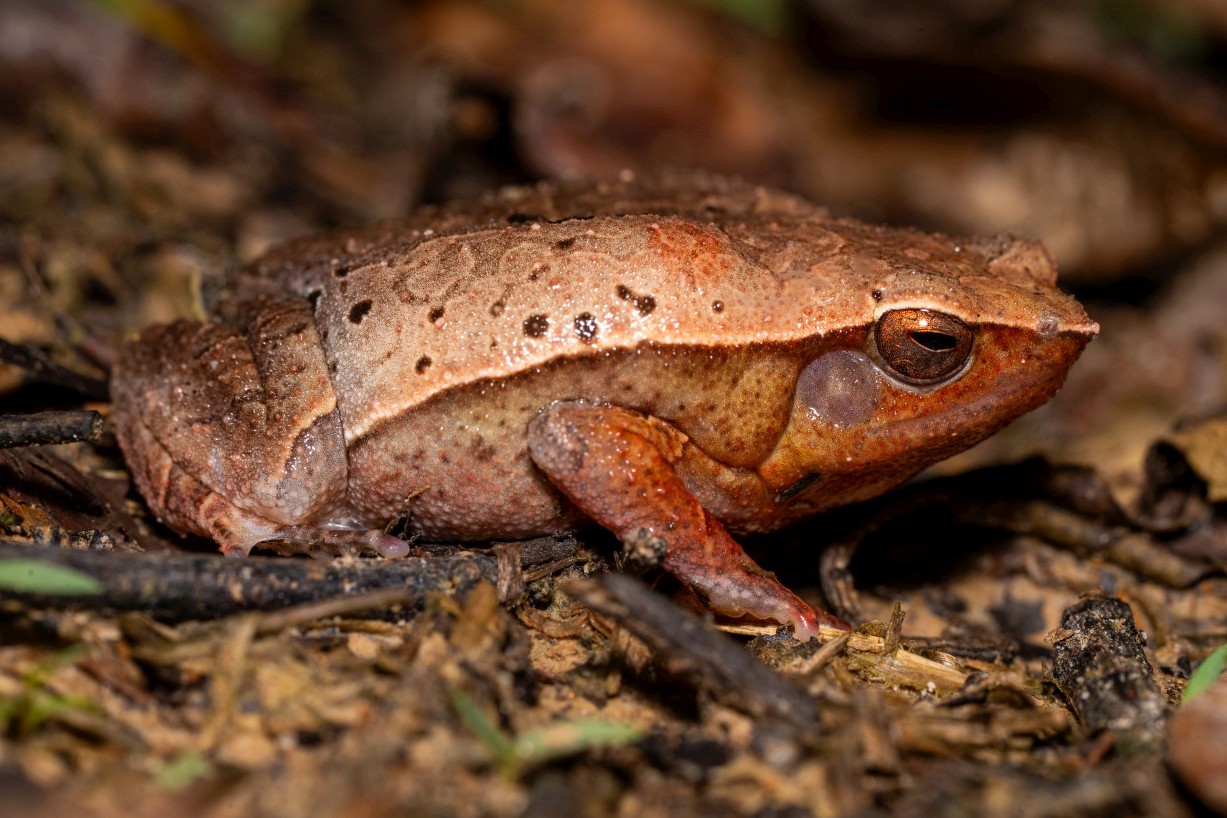 Kalophrynus meizon, Kampong Segong