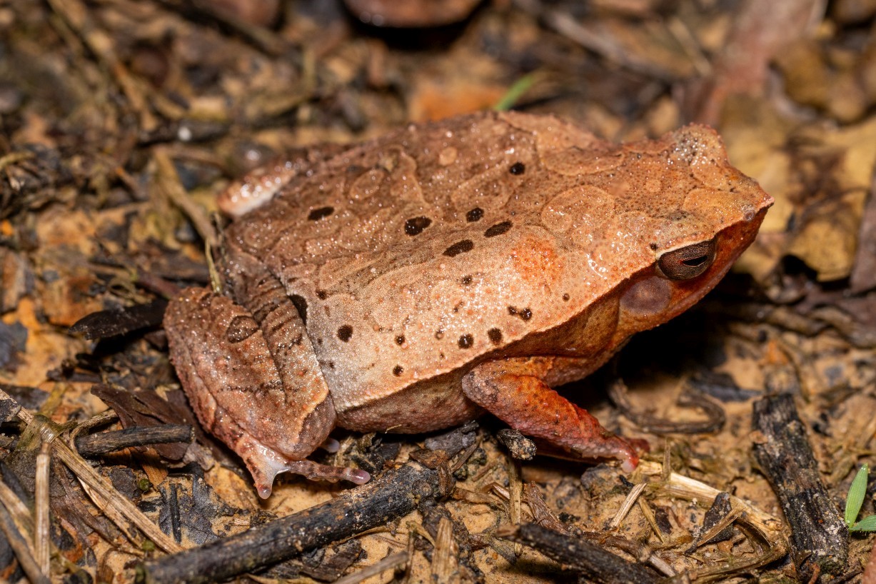 Kalophrynus meizon, Kampong Segong