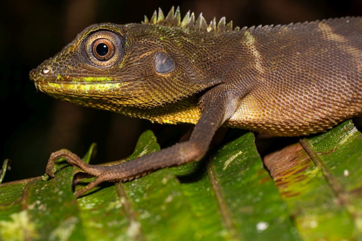 Bronchocela cristatella, Kampong Segong