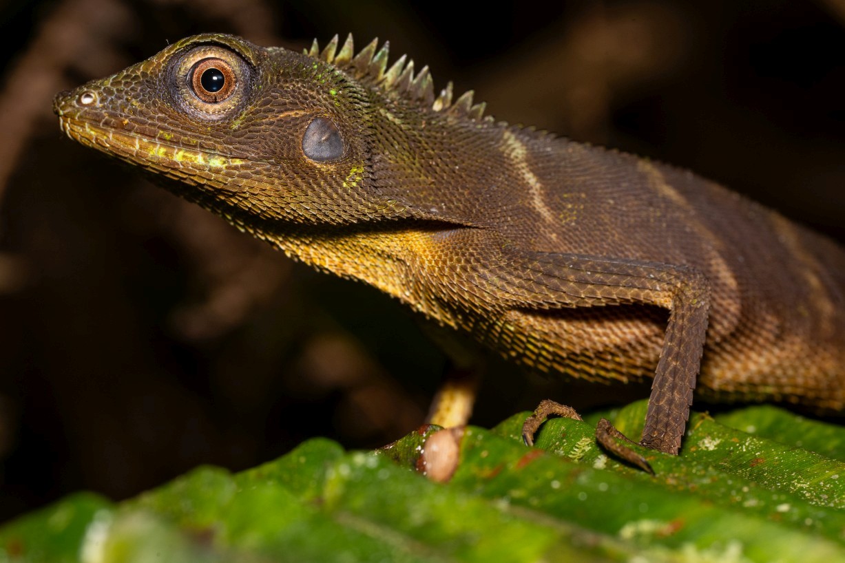 Bronchocela cristatella, Kampong Segong
