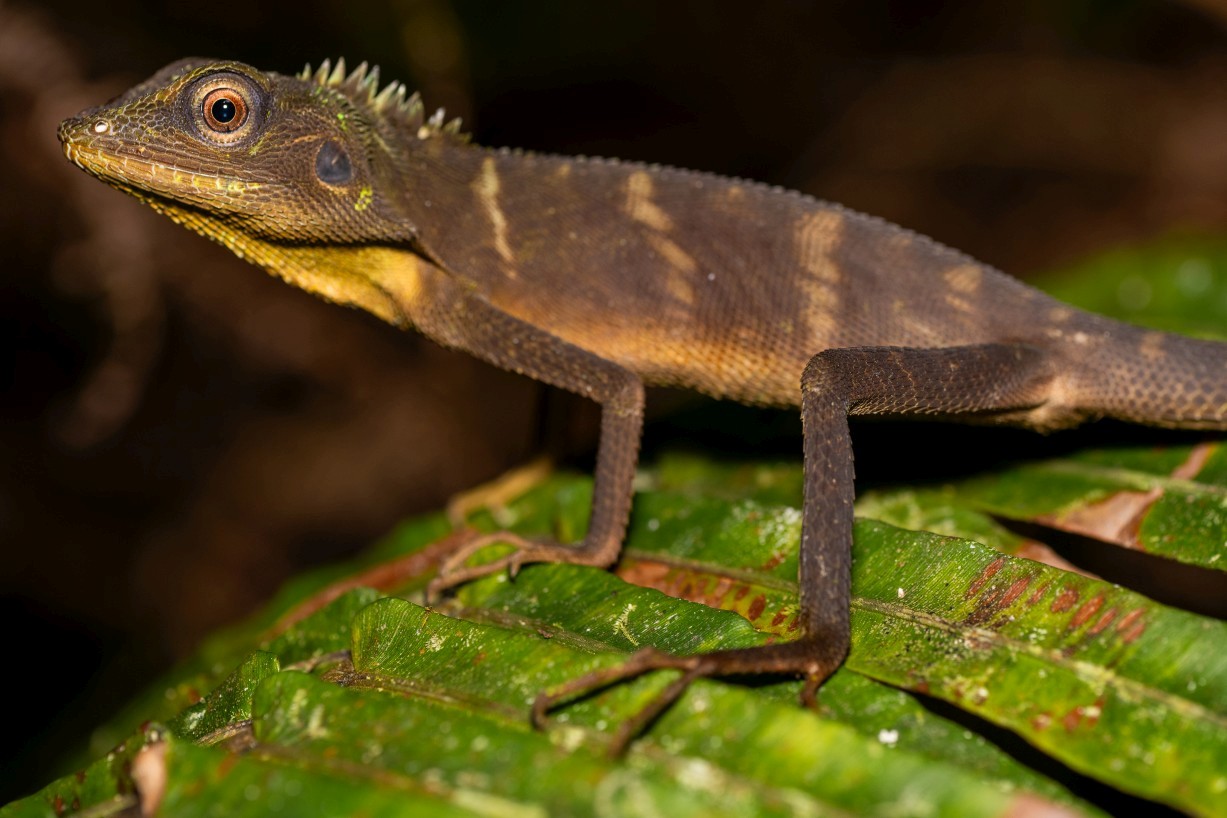 Bronchocela cristatella, Kampong Segong