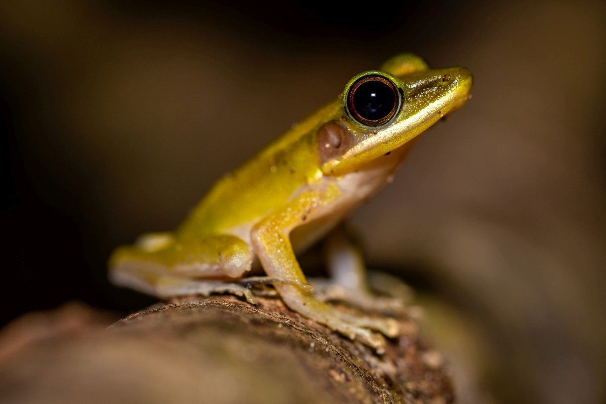 Chalcorana raniceps, Kampong Segong