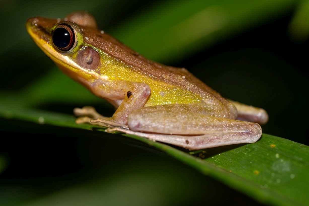 Chalcorana raniceps, Kampong Segong