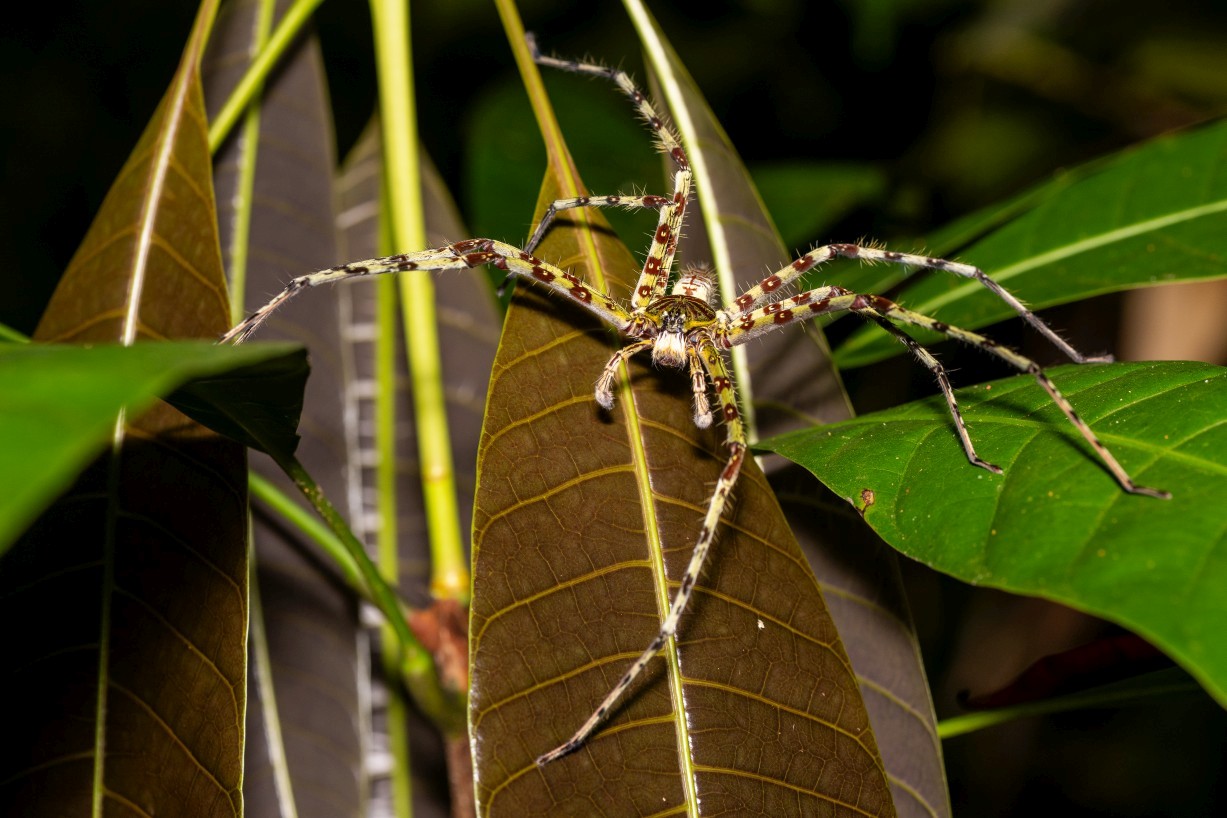 Pavouk, Kampong Segong