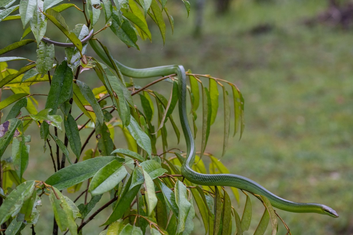 Gonyosoma oxycephalum, Kampong Segong