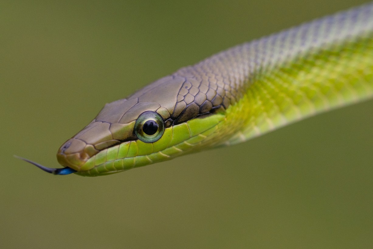 Gonyosoma oxycephalum, Kampong Segong