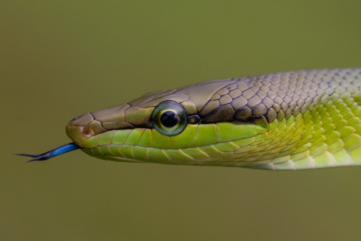 Gonyosoma oxycephalum, Kampong Segong