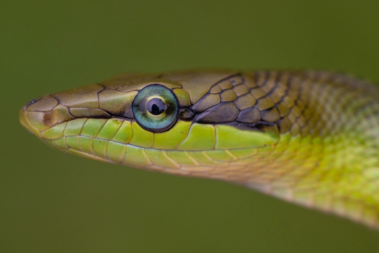 Gonyosoma oxycephalum, Kampong Segong