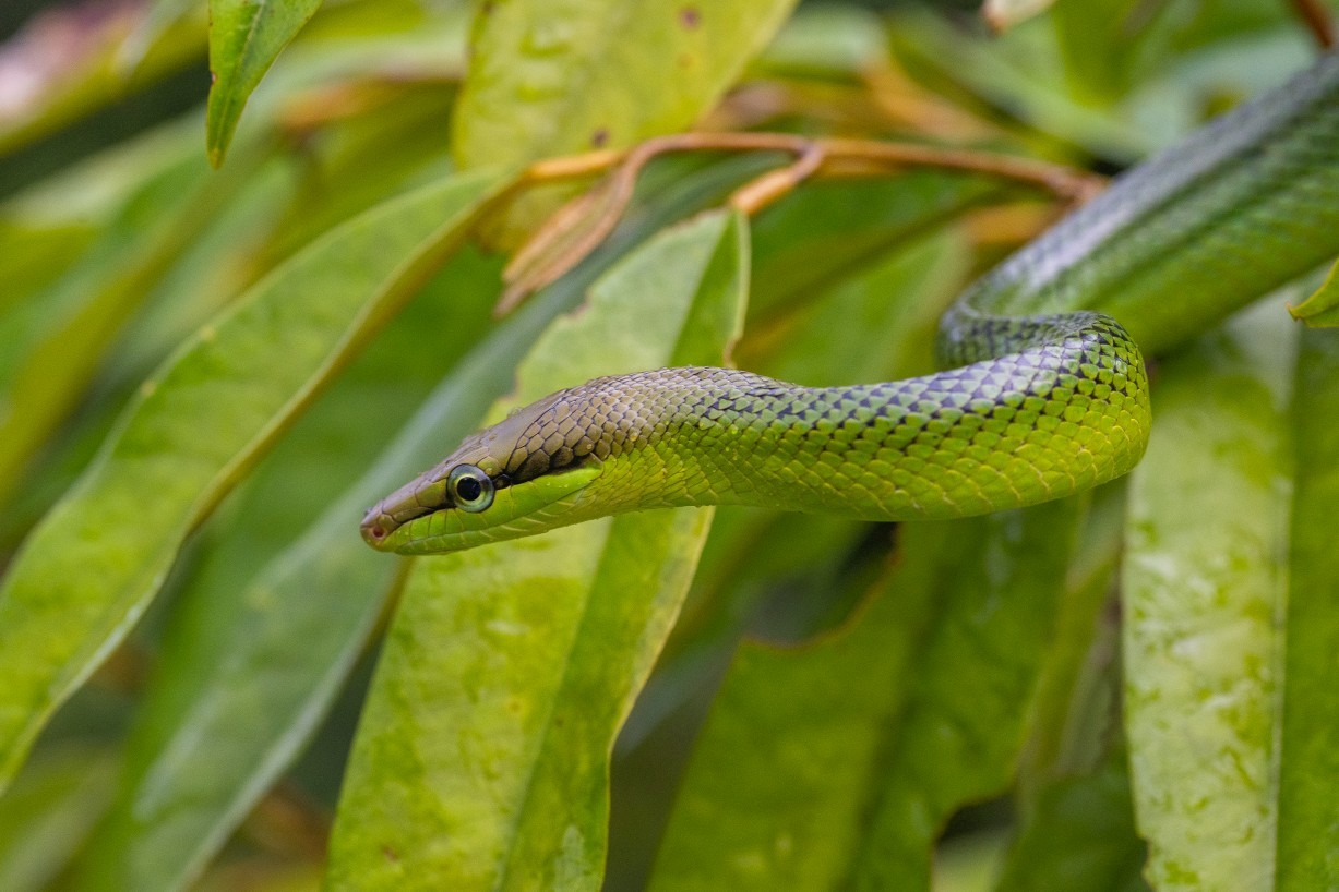 Gonyosoma oxycephalum, Kampong Segong