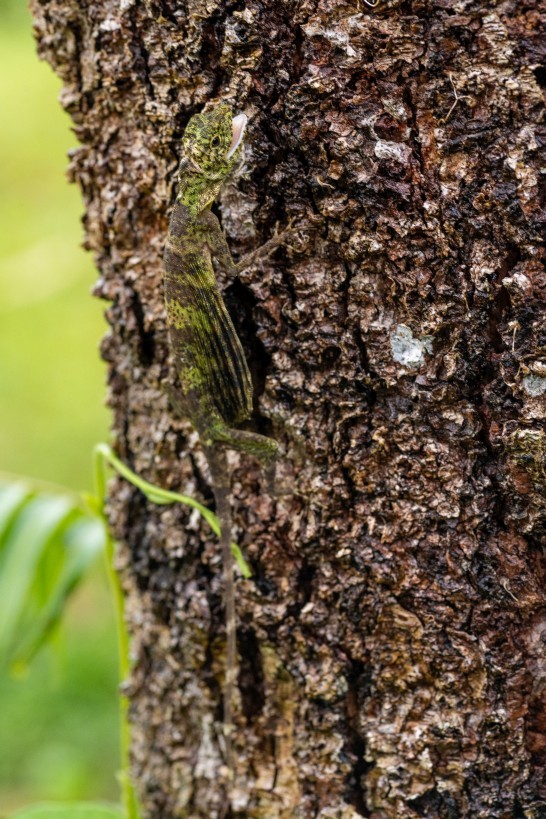 Draco sp., Kampong Segong