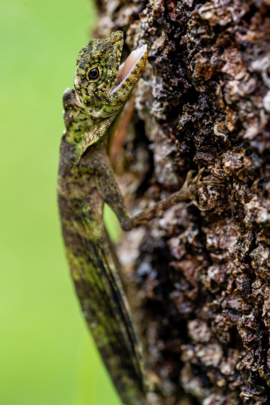 Draco sp., Kampong Segong