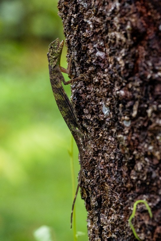 Draco sp., Kampong Segong