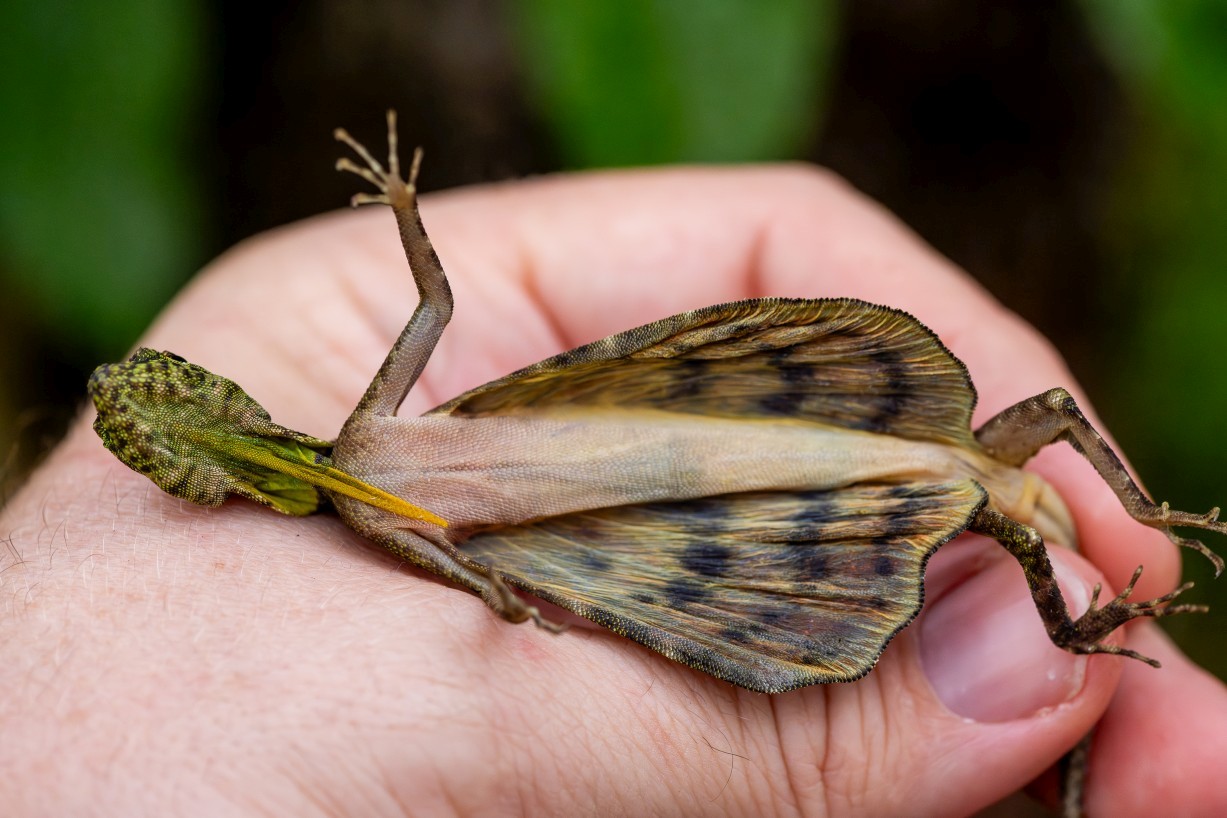 Draco sp., Kampong Segong