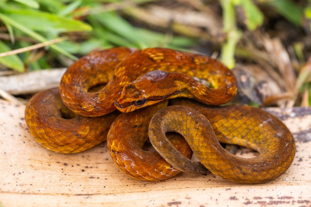 Psammodynastes pulverulentus, Kampong Segong