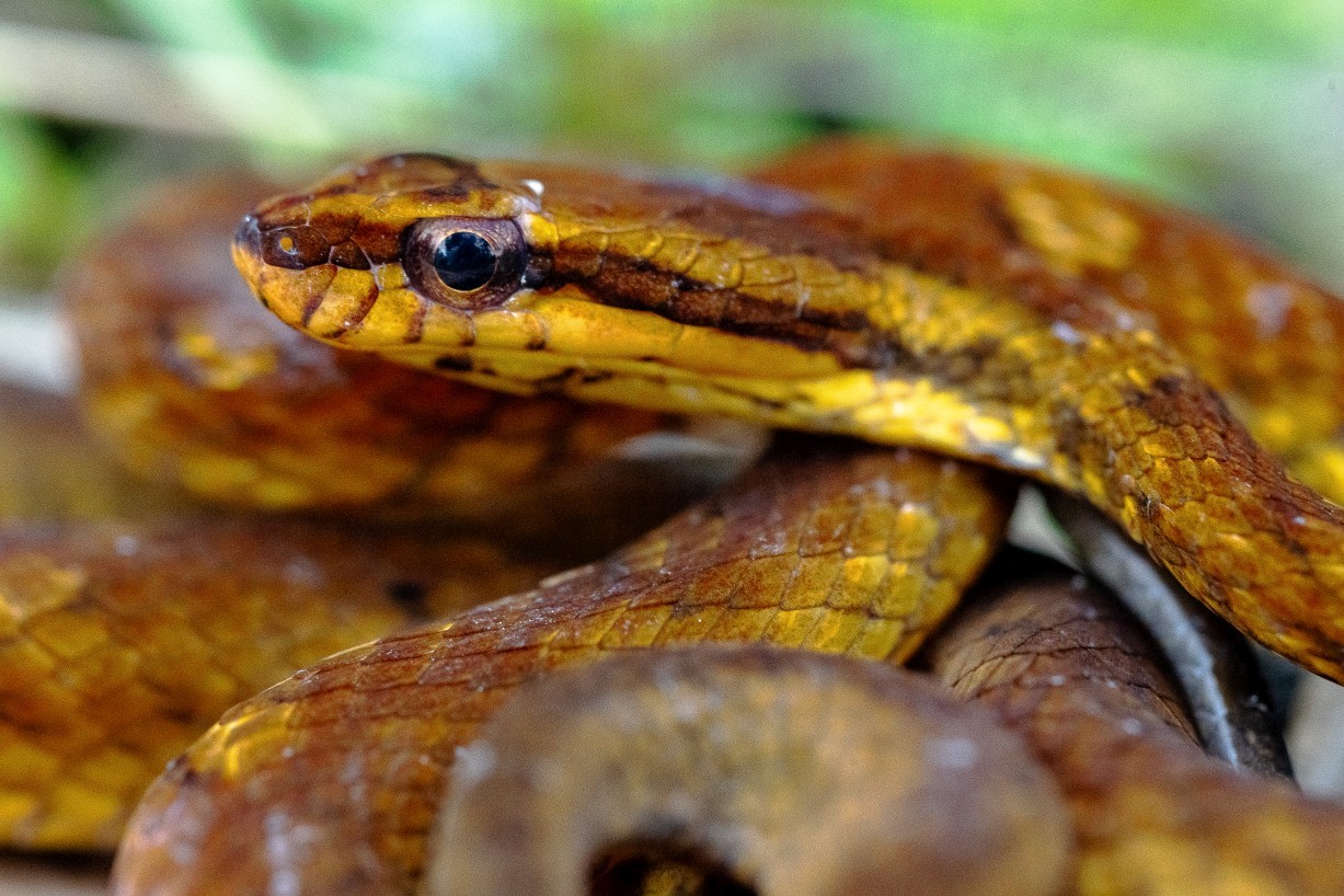 Psammodynastes pulverulentus, Kampong Segong