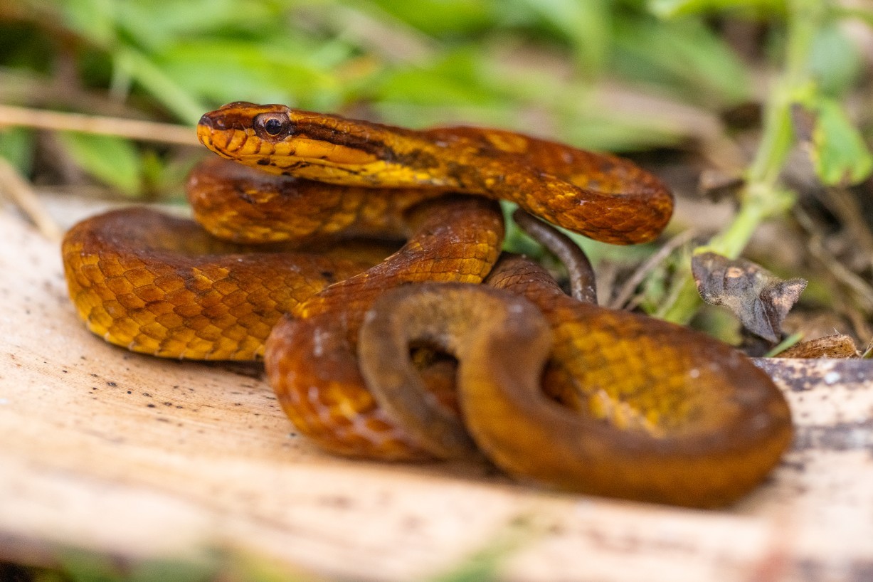 Psammodynastes pulverulentus, Kampong Segong