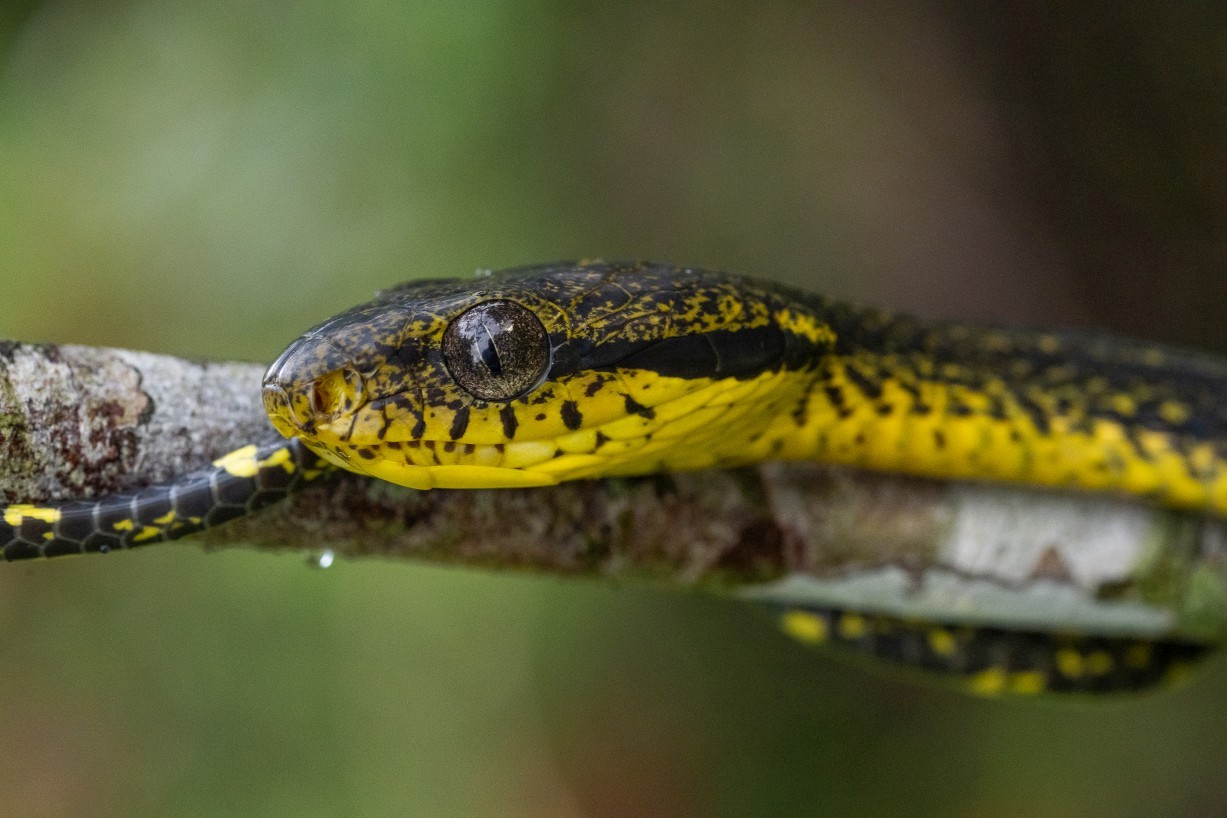 Boiga cynodon, Kampong Segong