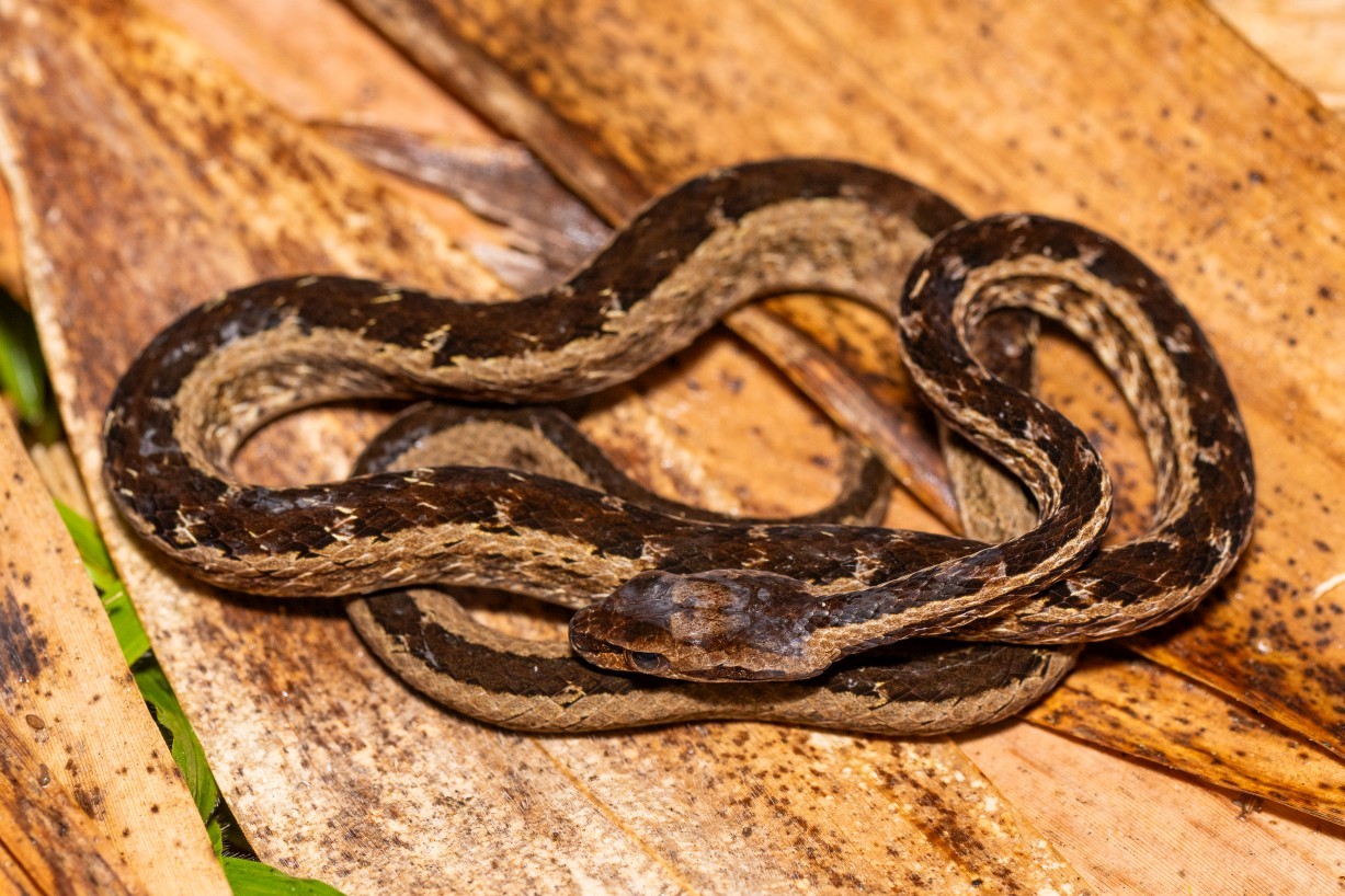 Psammodynastes pictus, Kampong Segong