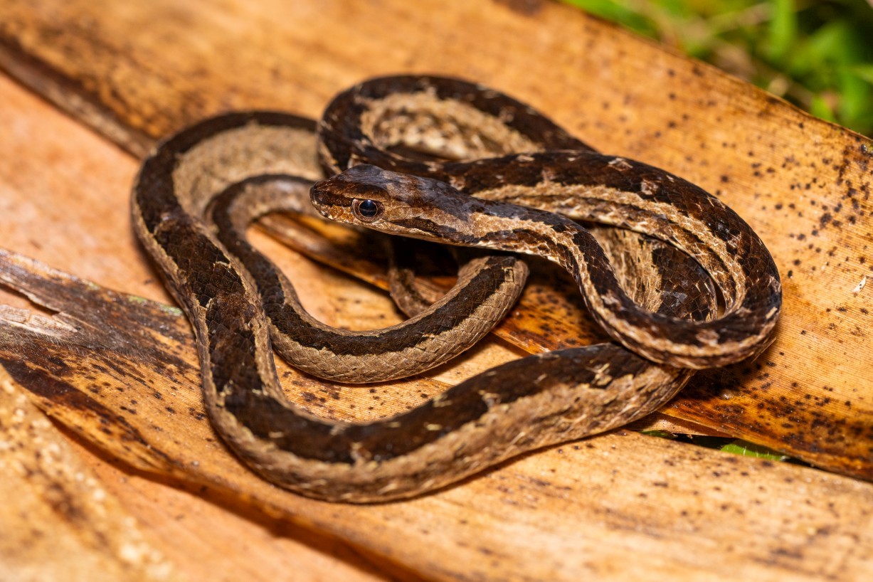 Psammodynastes pictus, Kampong Segong