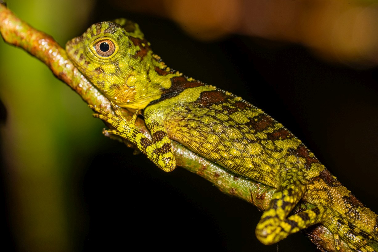 Gonocephalus bornensis, Kampong Segong