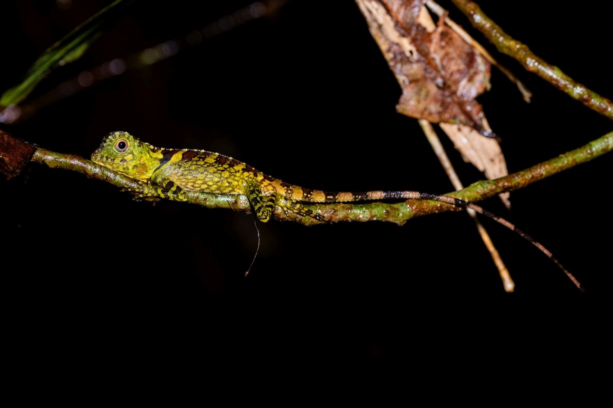 Gonocephalus bornensis, Kampong Segong