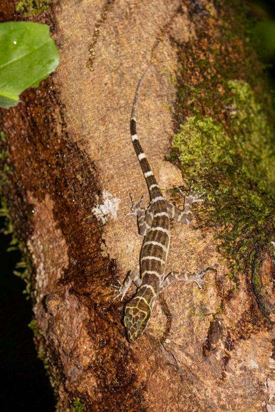 Cyrtodactylus cf. hutan, Kampong Segong