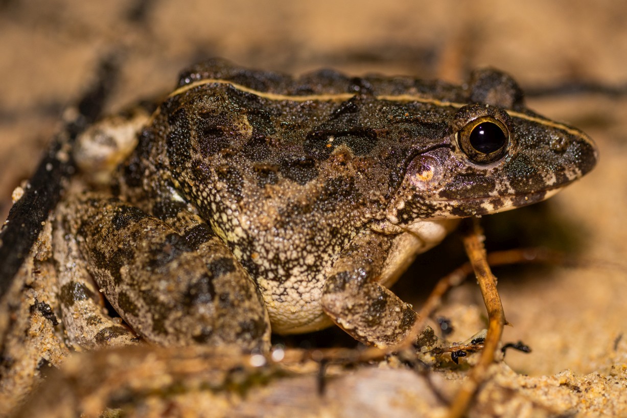 Fejervarya limnocharis, Kampong Segong