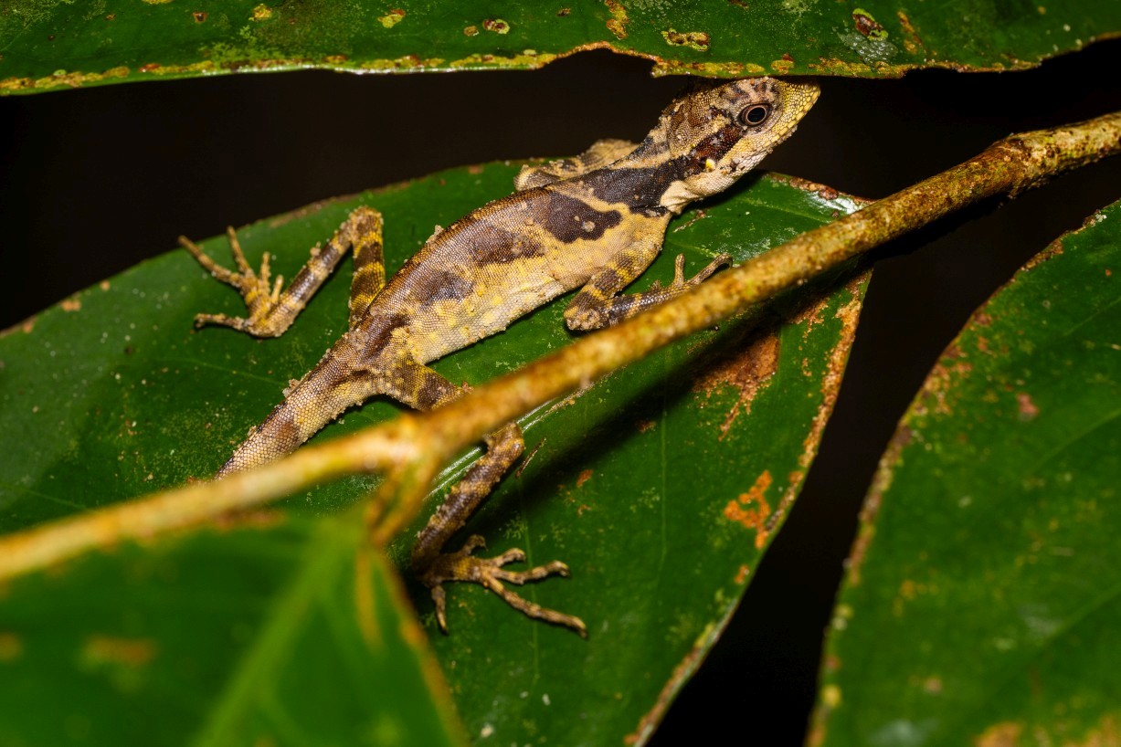 Gonocephalus grandis, Kampong Segong