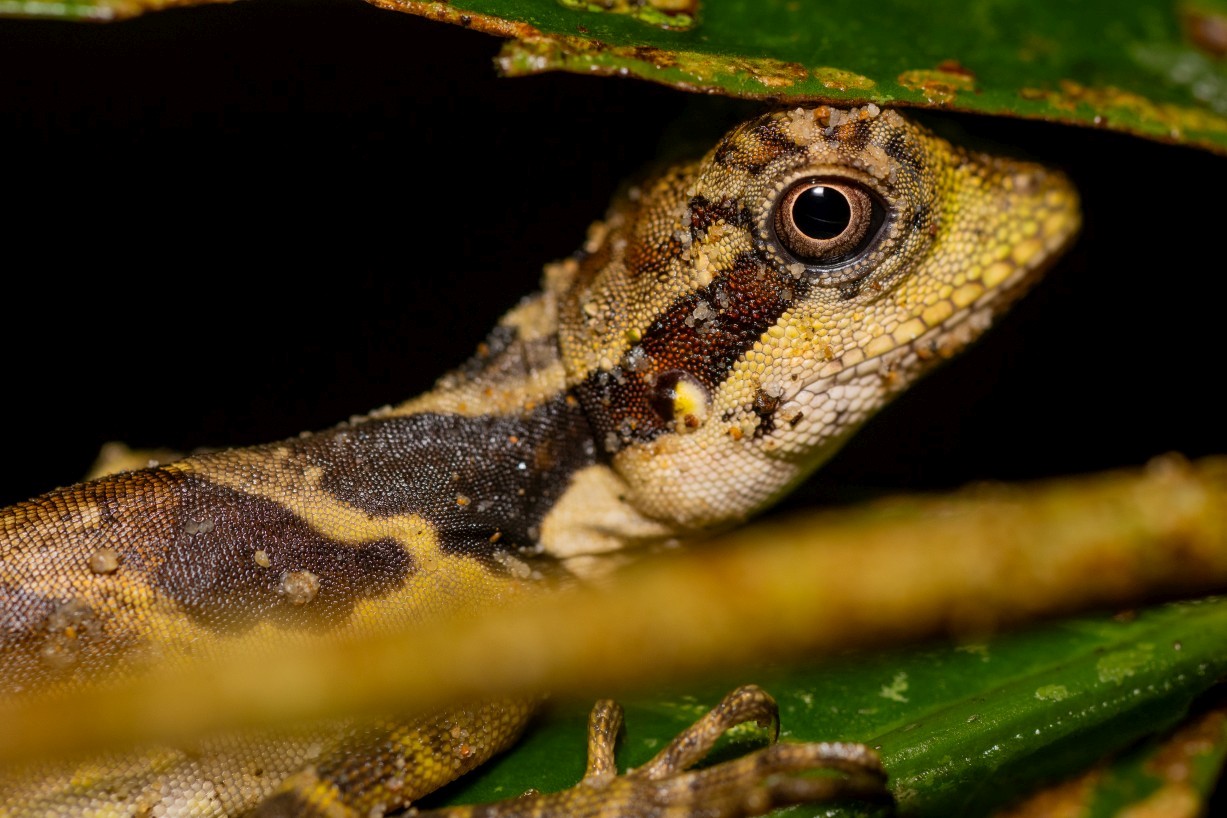 Gonocephalus grandis, Kampong Segong