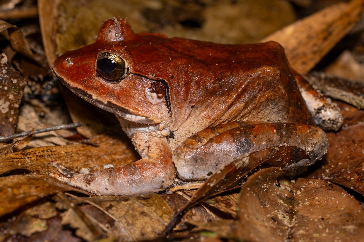 Limnonectes leporinus, Kampong Segong