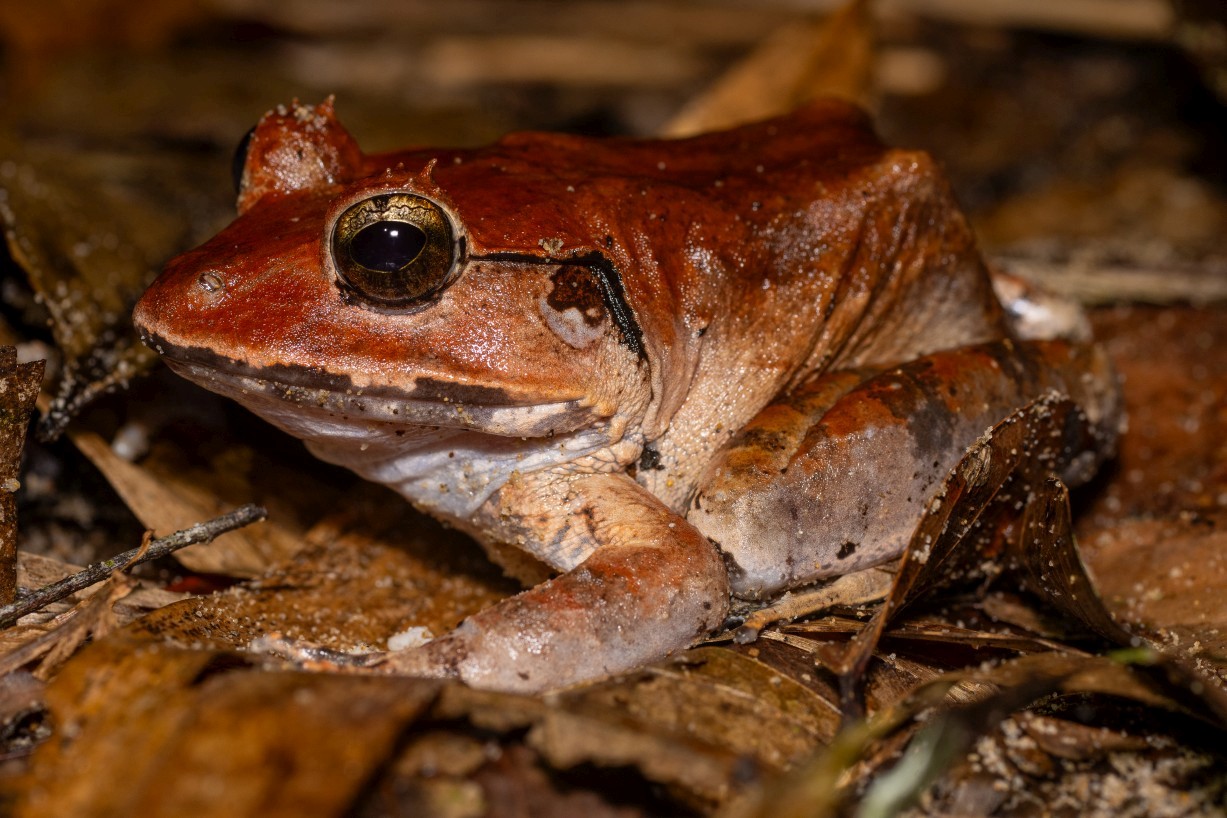 Limnonectes leporinus, Kampong Segong