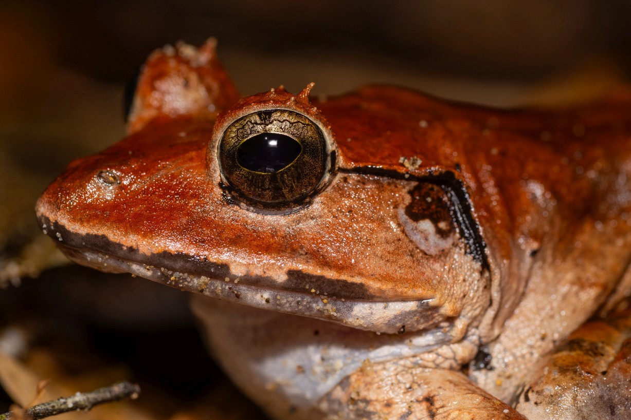 Limnonectes leporinus, Kampong Segong