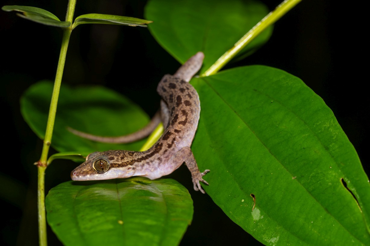 Cyrtodactylus cf. miriensis, Kampong Segong