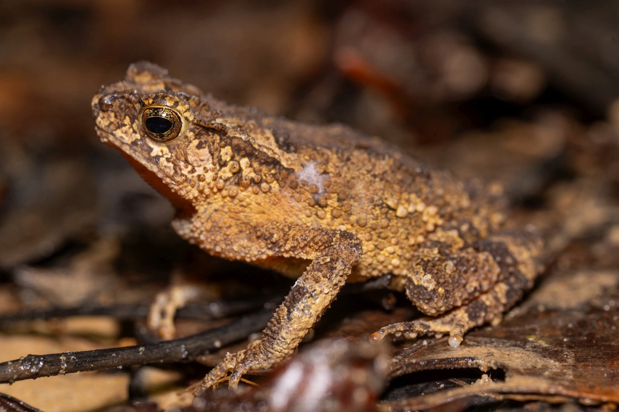 Ingerophrynus divergens, Kampong Segong