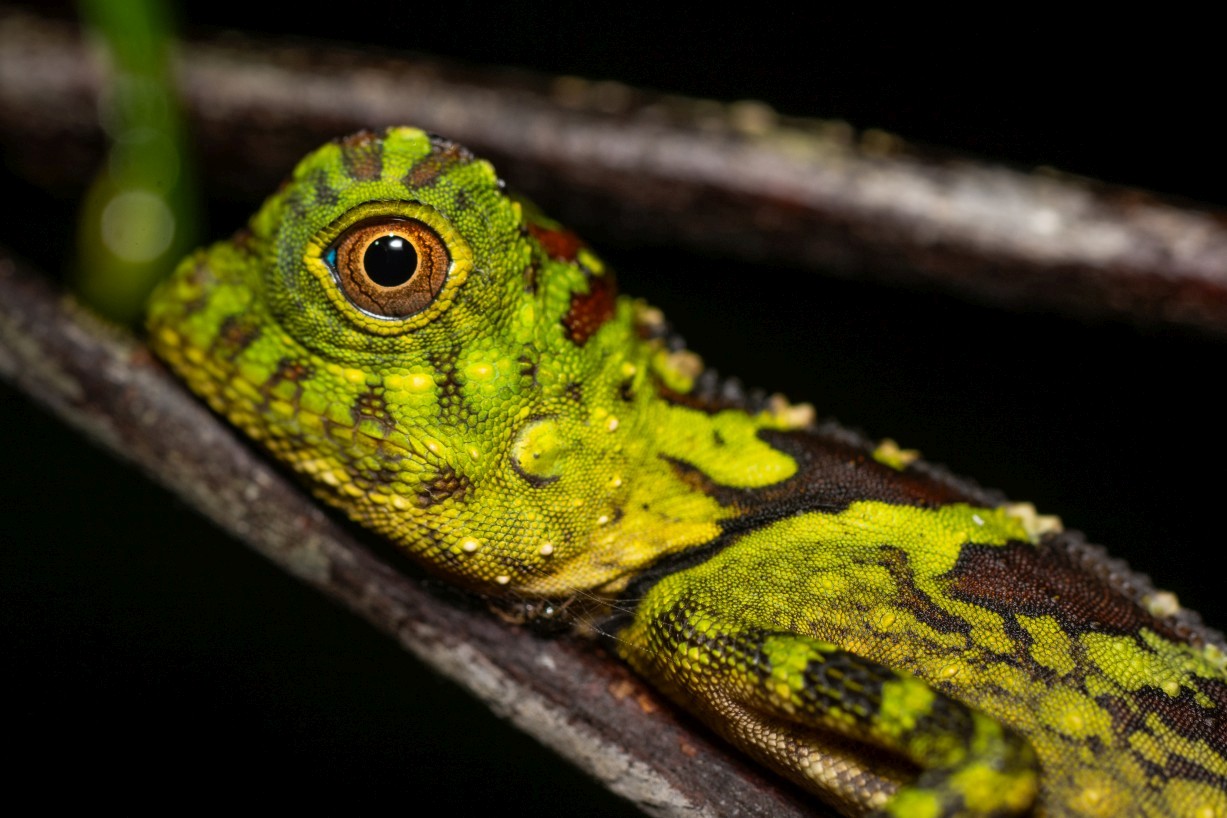 Gonocephalus bornensis, Kampong Segong