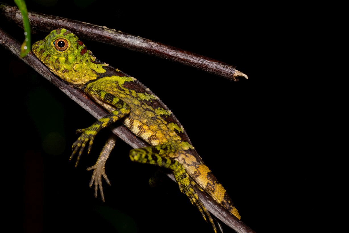 Gonocephalus bornensis, Kampong Segong