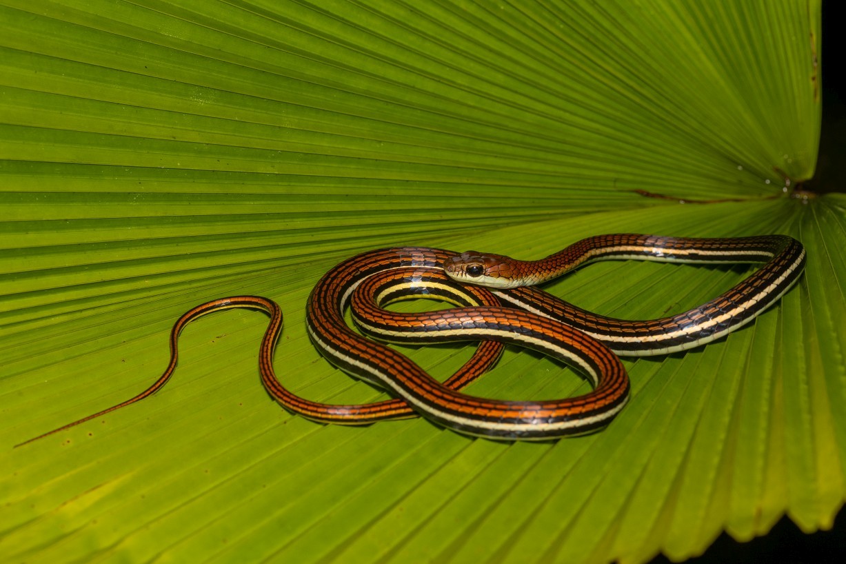 Dendrelaphis caudolineatus, Kampong Segong