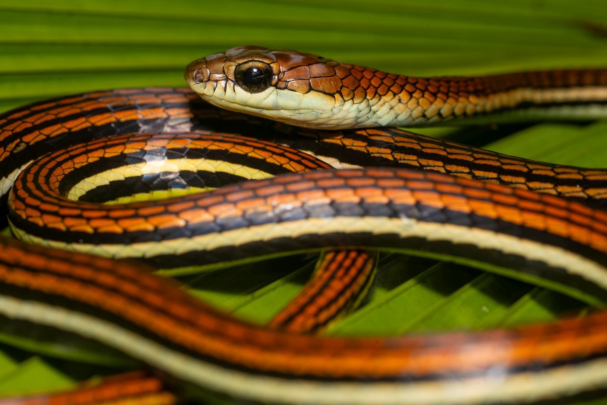 Dendrelaphis caudolineatus, Kampong Segong