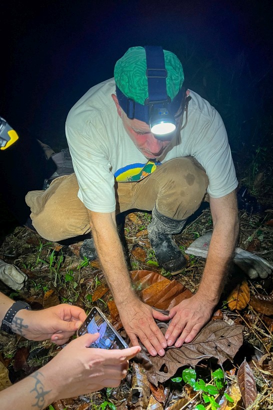 Lycodon albofuscus, Kampong Segong