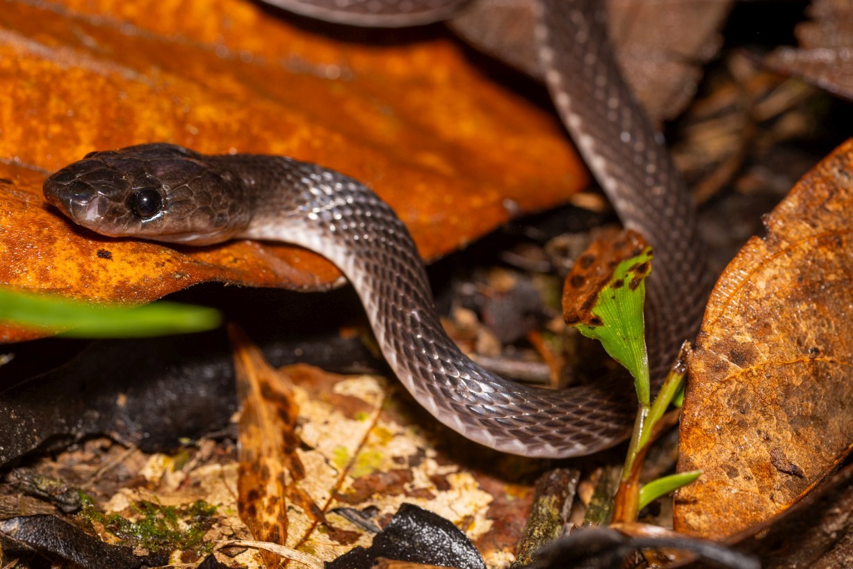 Lycodon albofuscus, Kampong Segong