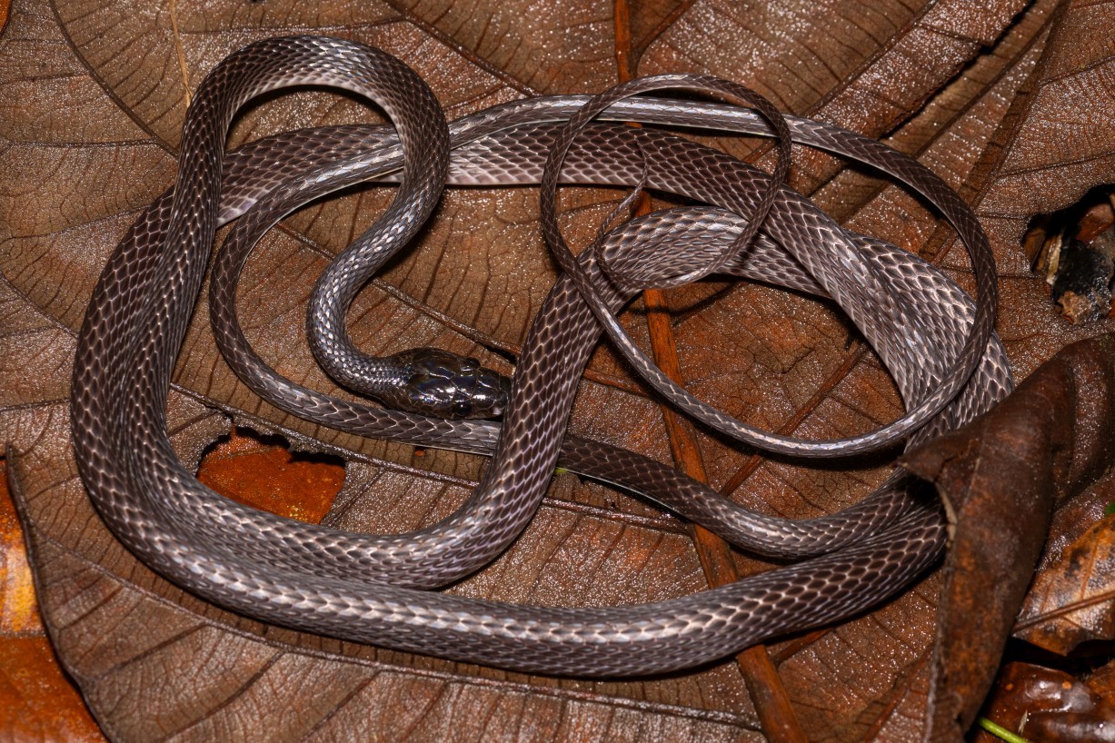 Lycodon albofuscus, Kampong Segong