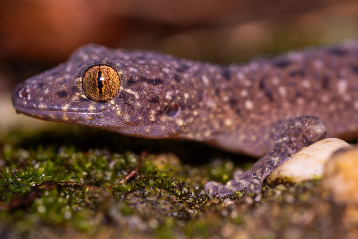 Gekko monarchus, Mount Singai