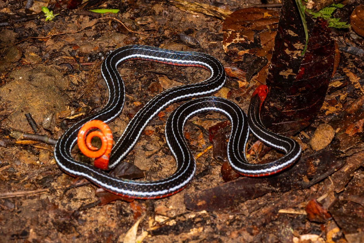 Calliophis bivirgatus, Mount Singai