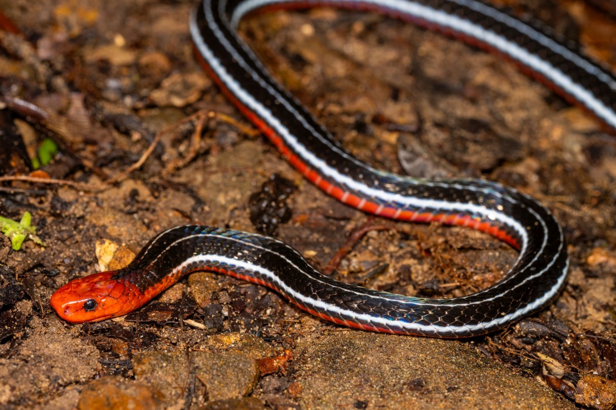 Calliophis bivirgatus, Mount Singai