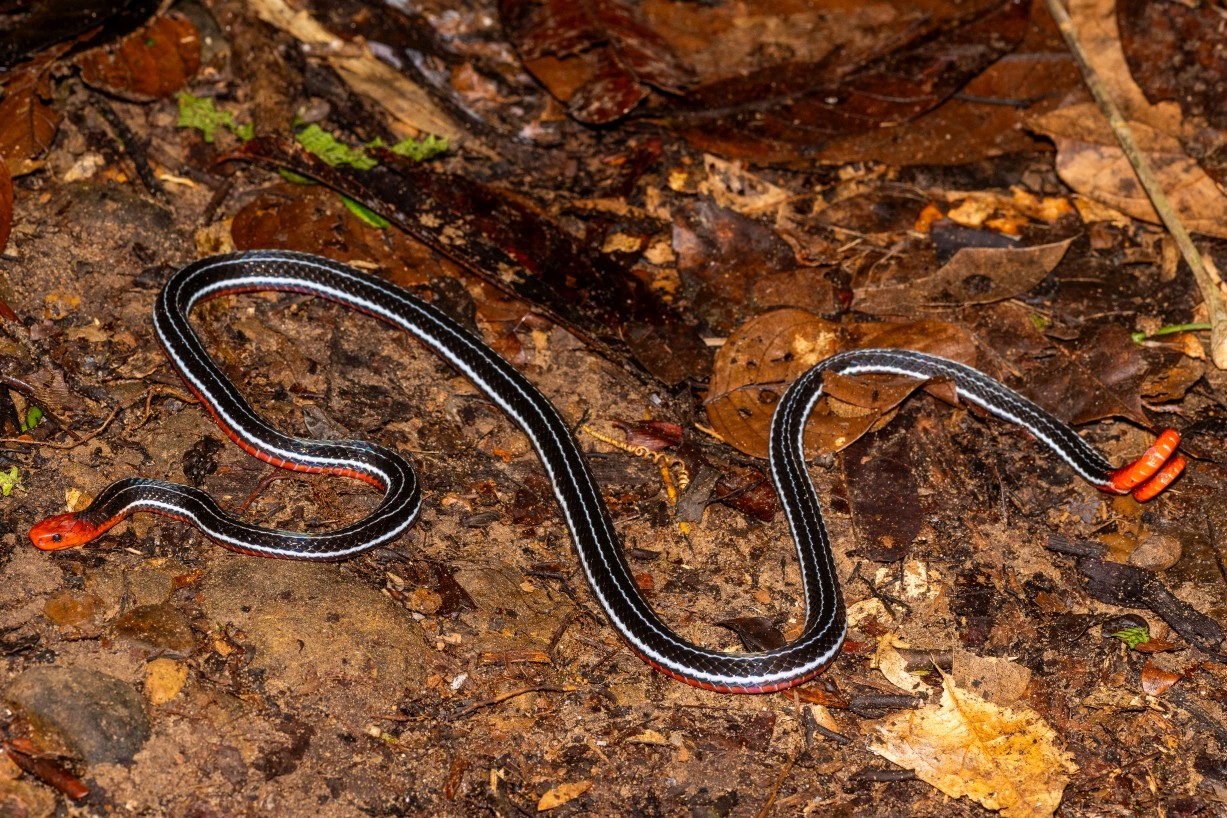 Calliophis bivirgatus, Mount Singai